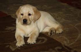 Below is a list of our available labrador retrievers. 5 Best Labrador Breeders In Texas 2021 We Love Doodles