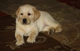 Maybe you would like to learn more about one of these? 5 Best Labrador Breeders In Texas 2021 We Love Doodles