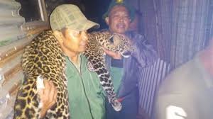 Mulai dari rumput, limbah pertanian, limbah perlu diketahui adalah tabel kandungan nutrisi bahan pakan ternak ini sifatnya global. Macan Tutul Turun Gunung Santap Ternak Warga Hingga Terjebak Di Kandang Tribun Medan