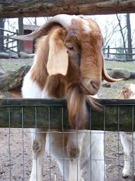 Billy Goat My Daddy S Nickname For Me Yes Its Billy Goat And I Love It Goats Boer Goats Country Critters