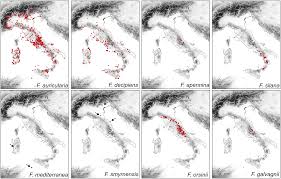 Image result for Emilia decipiens