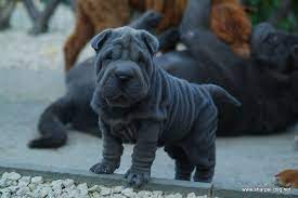 Check spelling or type a new query. 8 Best Blue Shar Pei Ideas Shar Pei Puppies Shar Pei Dog Cute Baby Animals