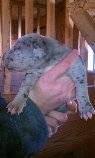 Great dane puppies grabill indiana. Akc Great Dane Puppies For Sale In Grabill Indiana Classified Americanlisted Com