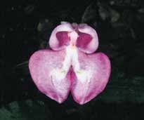 Image result for Disperis katangensis