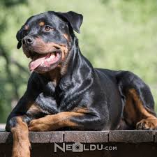 rottweiler cinsi kopek bakimi ve ozellikleri