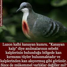 Ben Senin Kalbi Kanayan Kumrunum Bidenem Artik Pencere Pervazina Gelemiyorum Seni Kaybettim Kumru Esim Gizli Bilgi Hayvan Sozleri Mizah