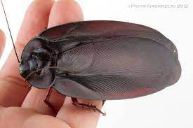 The cockroaches that pop up in our homes only represent a very small percentage of the total cockroach population in the world. Posts From September 30 2012 On The Smaller Majority By Piotr Naskrecki Cool Insects Roaches Pest Facts