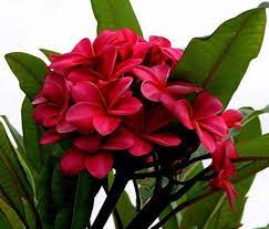 Red Plumeria Plant Frangipani 4 Pot Grafted By Hirtsgardens Plumeria Plant Red Plumeria Flower Pot Design