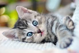 At this stage you might have settled on a wet kitten food, dry food, or a combination of both. How To Take Care Of A Kitten Daily Paws