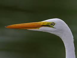 Tropical Bird With Hair On Head Great Egret Head 7194 Pet Birds Tropical Birds White Egret