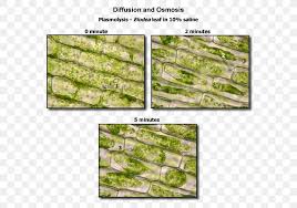 4k and hd video ready for any nle immediately. Plasmolysis Plant Cell Microscope Biology Png 600x575px Plasmolysis Biology Cell Cell Membrane Elodea Canadensis Download Free