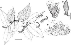 Image result for Combretum acutifolium