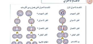 مراحل الانقسام الخلوي موضوع