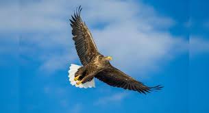 Check spelling or type a new query. Britain S Largest Bird Of Prey White Tailed Eagle Returns Home After 240 Years England Times Of India Travel