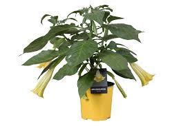 Only at word panda dictionary. Brugmansia Impresses On Your Terrace Florastore