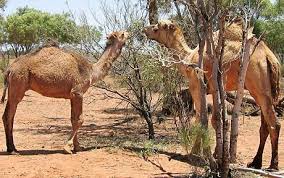 Yes, camels can eat cactus with thorns, because their mouth is lined with papillae, nodules that create a rough structure and help with chewing and food flow. What Do Camels Eat In The Desert Camel Diet