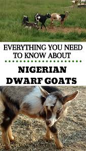 Nigerian Dwarf Goats The Ultimate Guide To All You Need To Know In 2020 Nigerian Dwarf Goats Nigerian Dwarf Dwarf Goats