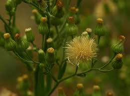 Image result for Erigeron sumatrensis