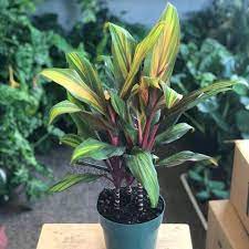 14 Stunning Cordyline Varieties You Can Grow Indoors Ti Plant Plants Dracena Plant