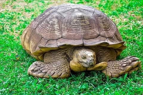 420-year-old Oyo Palace tortoise, Baba, dies