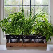 Garden Planter Box Wooden Indoor Herb Kit Kitchen Seeds Windowsill Pots Window Window Herb Garden Indoor Herb Garden Herb Garden Kit