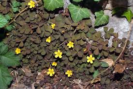 Image result for Oxalis corniculata