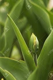 Breck's tulip bulbs are grown in holland and bred to flourish in american gardens. Gros Plan De Bourgeon De Tulipe Verte Tulipes A Floraison Printaniere Banque D Images Et Photos Libres De Droits Image 55422007