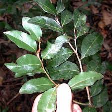 Image result for Drypetes