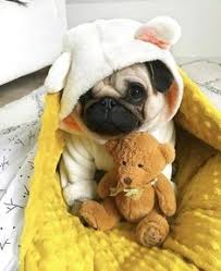 Find and adopt a pet on petfinder today. 52 Best Pug Puppies For Sale Ideas Pug Puppies Puppies Pug Puppies For Sale