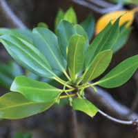 Image result for Rhizophoraceae