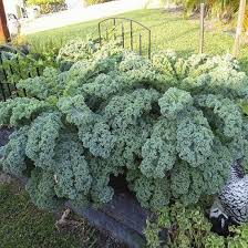 Maybe you would like to learn more about one of these? How To Grow Kale In India Kale Plant Care India Gardening
