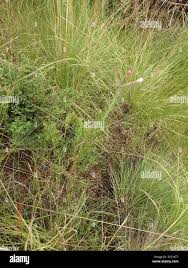 Image result for Cheilanthes quadripinnata