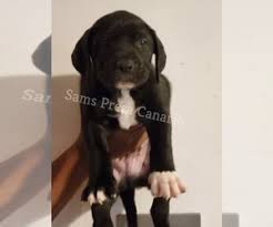 Prior to placing a deposit on one of the above listed puppies for sale please ensure you have filled out the puppy purchase form to the right and received authorization from us to purchase one of our beautiful bullies. Puppyfinder Com Presa Canario Puppies Puppies For Sale Near Me In Georgia Usa Page 1 Displays 10