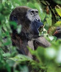 Paranthropus Robustus Tarih
