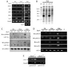 Great savings & free delivery / collection on many items. Requirement For Sun1 In The Expression Of Meiotic Reproductive Genes And Pirna Development