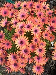 Image result for foto Osteospermum
