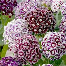 Sweet William Seeds Edible Flowers Edible Flowers Sweet William Flowers Sweet William