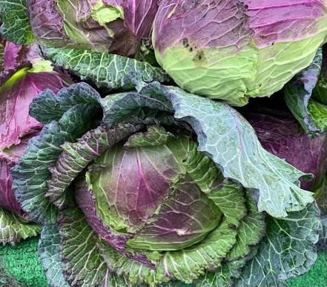 January King Cabbage