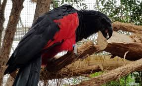Dracula parrots like to hop from branch to branch instead. Fruit Archives Critter Science