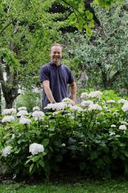 + hydrangea black steel® pink. Hydrangea Macrophylla Onyx Zebra Concept Plants