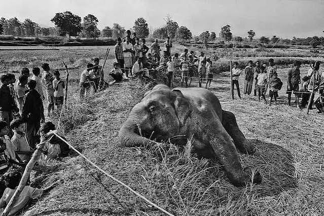 Striking Photographs From The Man-Elephant Conflict In India's Coal Belt | Homegrown India