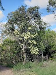 Image result for Psydrax martinii