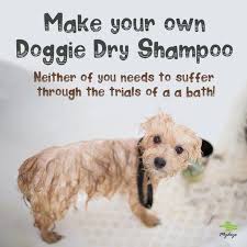 Mydeye Posted To Instagram How To Make Your Own Dry Dog Shampoo Don T Suffer Through Giving Him Another Bath Dry Dog Shampoo Pet Food Storage Dog Shampoo