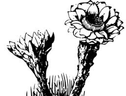 Gallery for cactus flower clipart 2 image #25259. Cactus Black And White Flower Plant Clipart Free Download 1469x2400 0 31 Mb