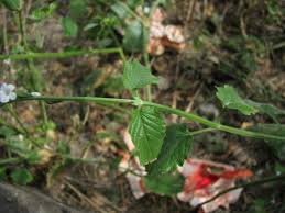 Image result for Buchnera leptostachya