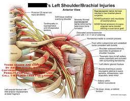 Free access interactive and dynamic anatomical atlas. Pin On Upper Extremity