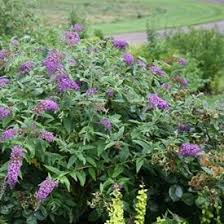 Maybe you would like to learn more about one of these? How To Plant Grow Prune Non Invasive Butterfly Bushes Garden Design