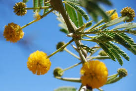Image result for Acacia nilotica