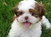Son pequeños en tamaño, se espera que sean de 4 a 5 libras de crecimiento completo. Venta De Cachorros En Estados Unidos Evisos