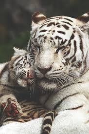 Black And White Baby Tiger Pictures Mother Baby Tigers Animals Cute Animals Animals Beautiful